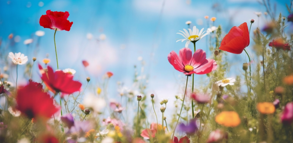 Colorful,Flowers,Meadow,In,A,Spring,Day